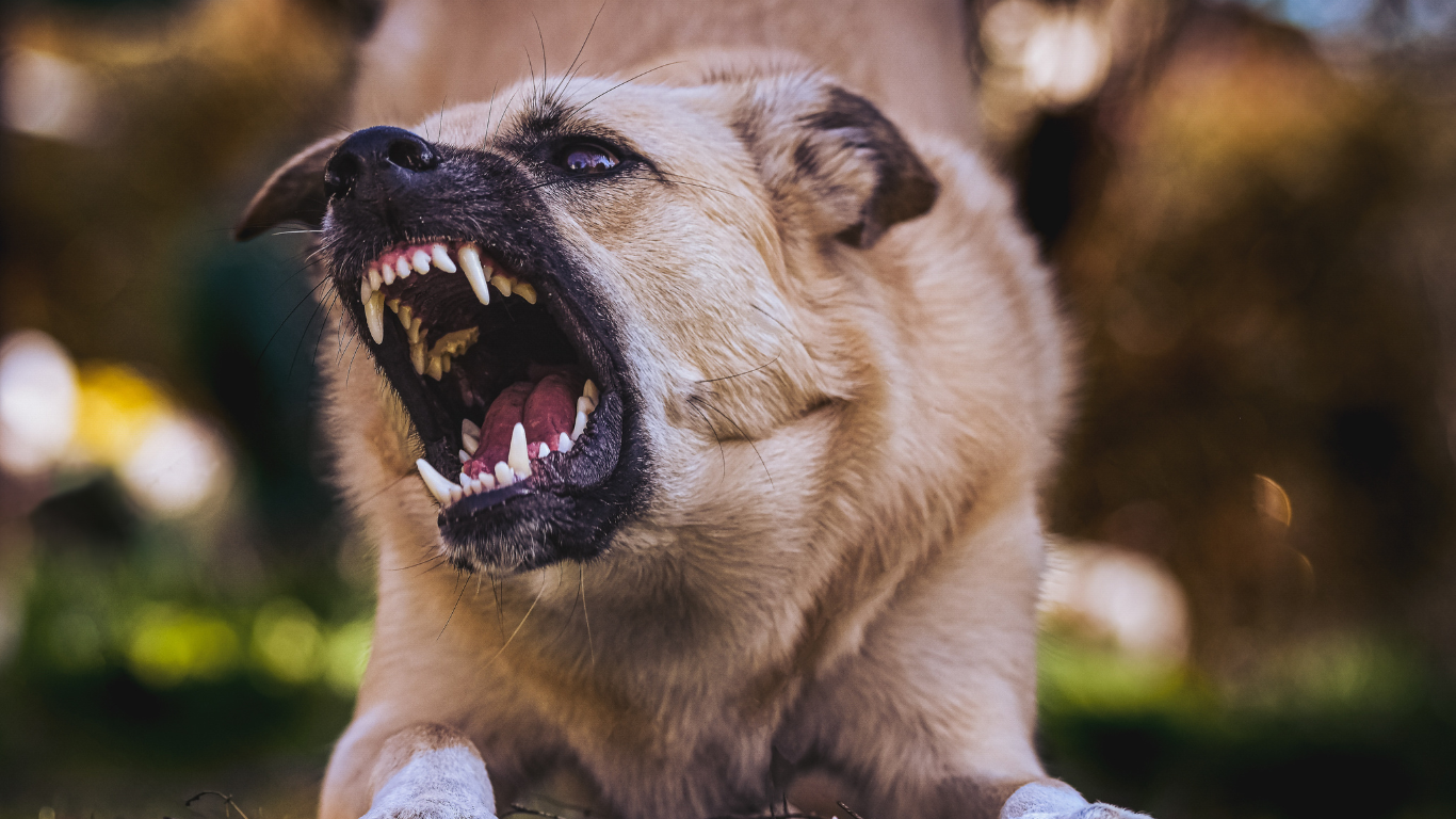 Growling dog with bared teeth, light brown fur, outdoors.