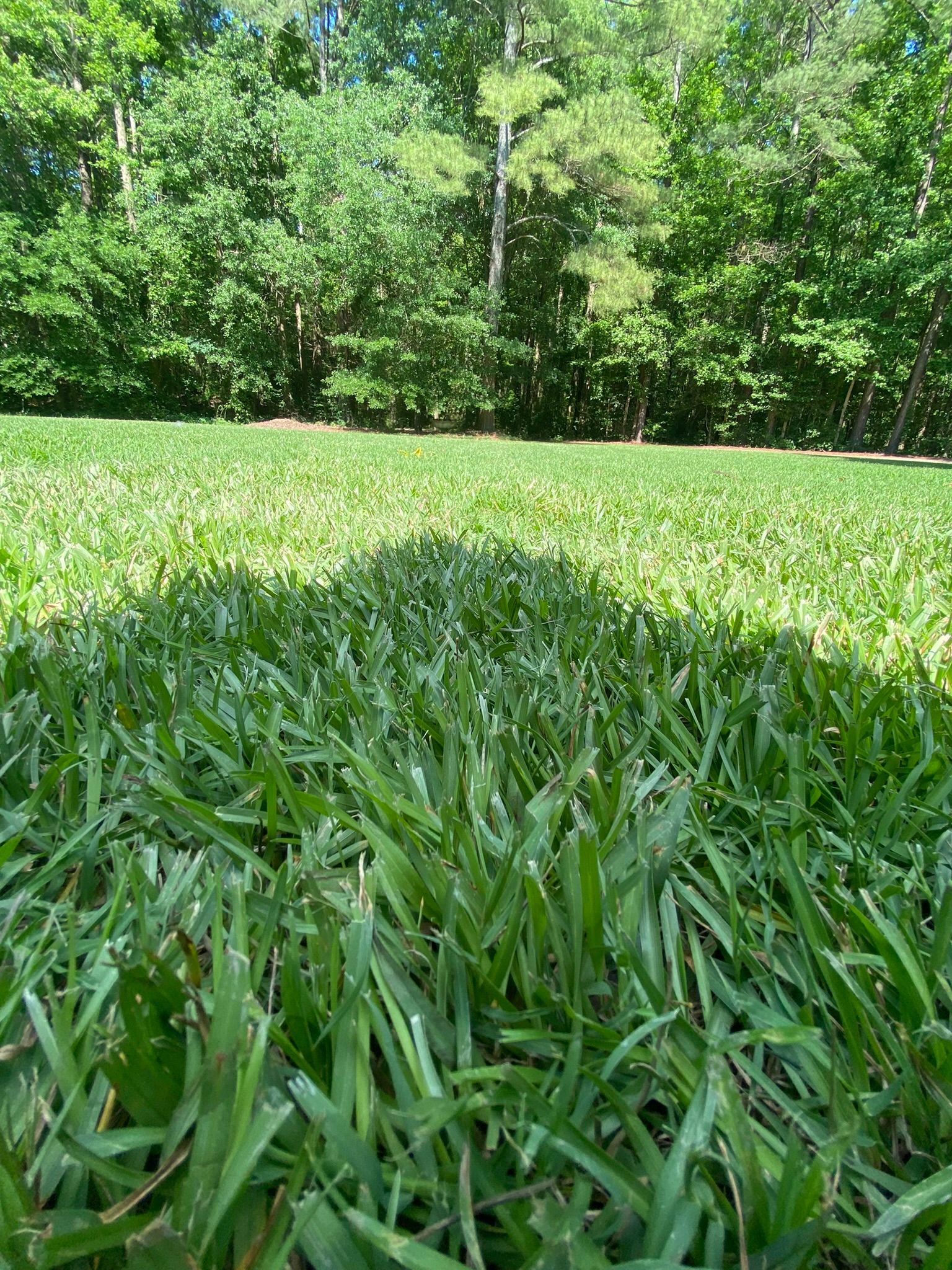 A lush green field of grass with trees in the background.