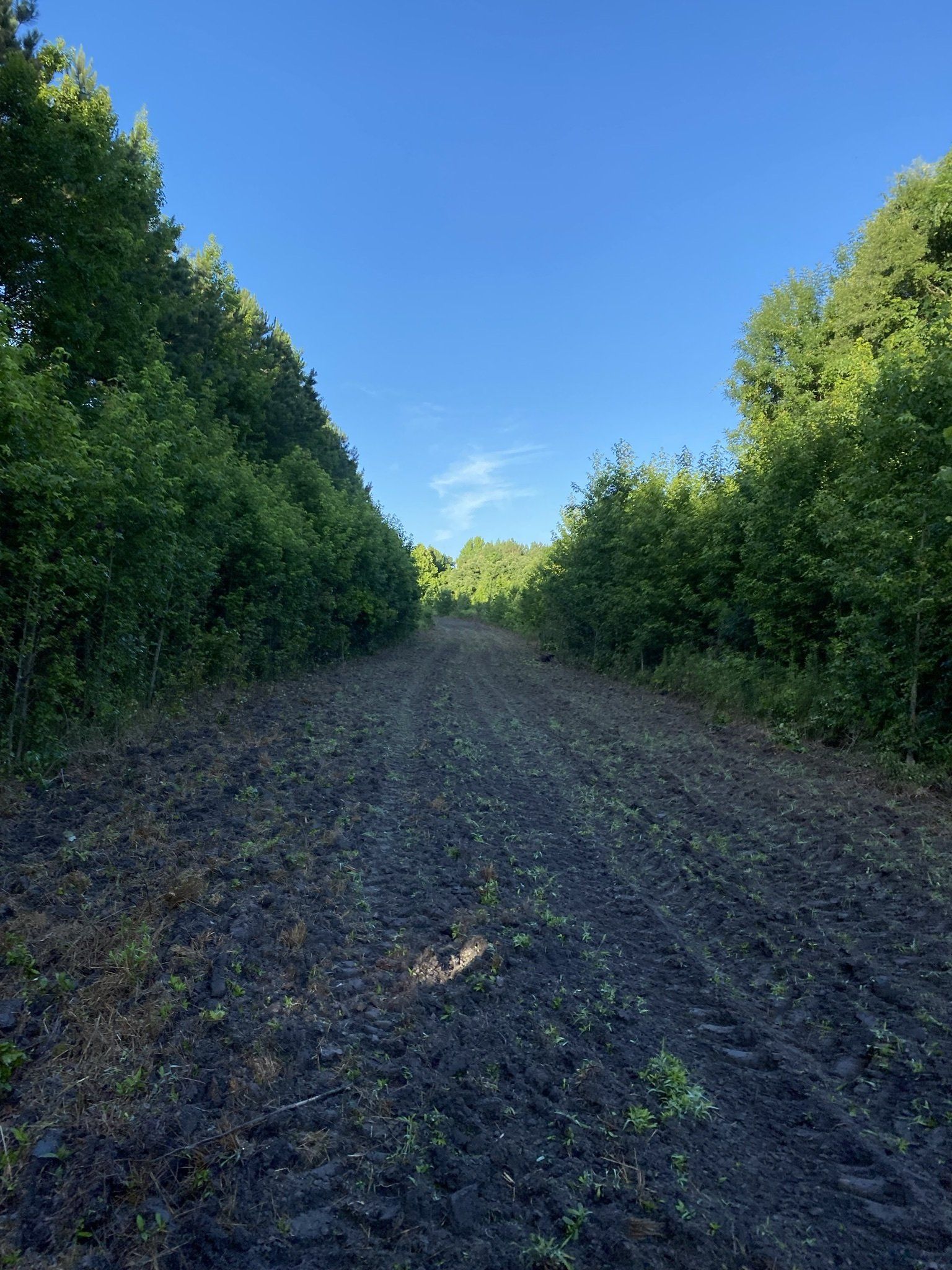 Forestry Clearing Service complete