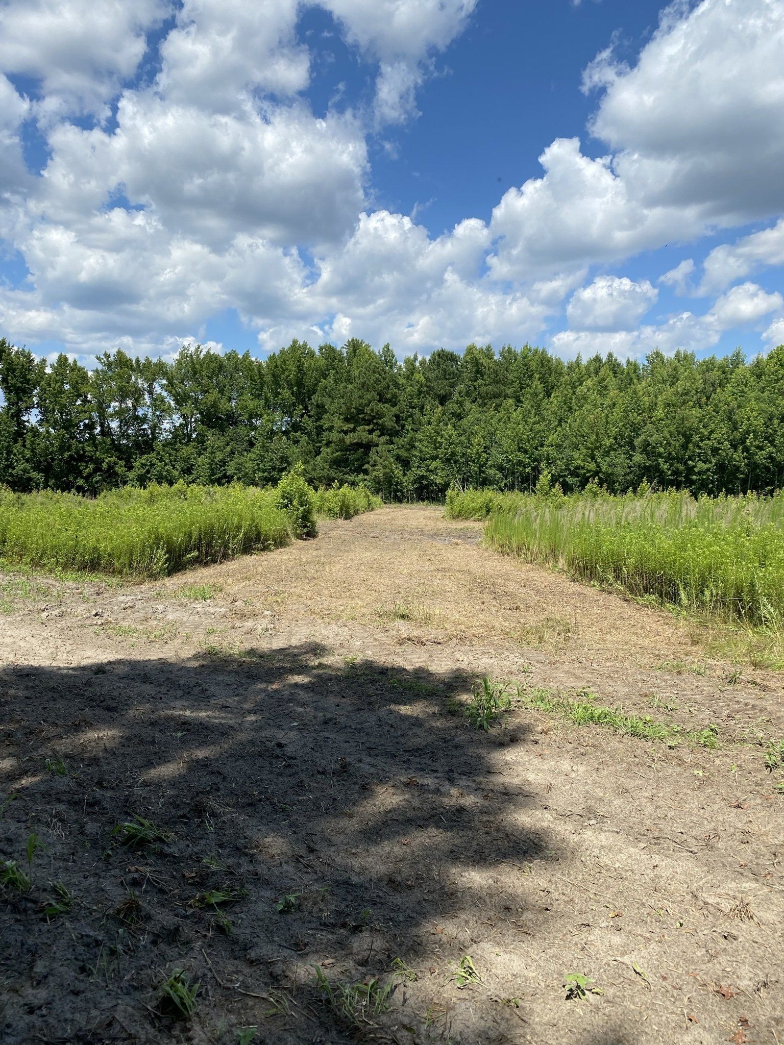 Forestry Mulching Clearing Service