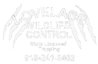 Lovelace Wildlife Control