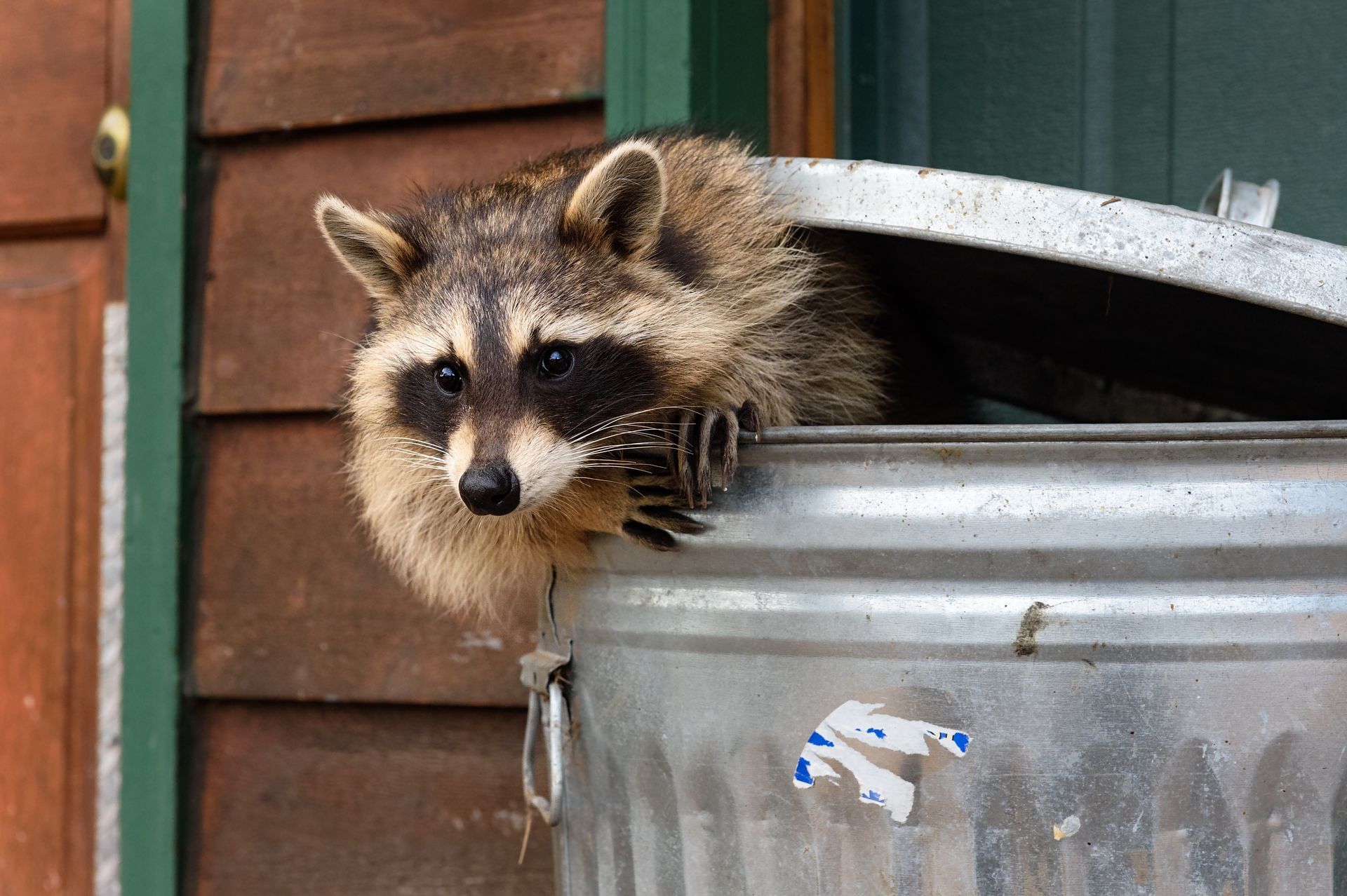 A raccoon peers out from under the slightly lifted metal lid of a galvanized steel garbage can near a wooden wall.