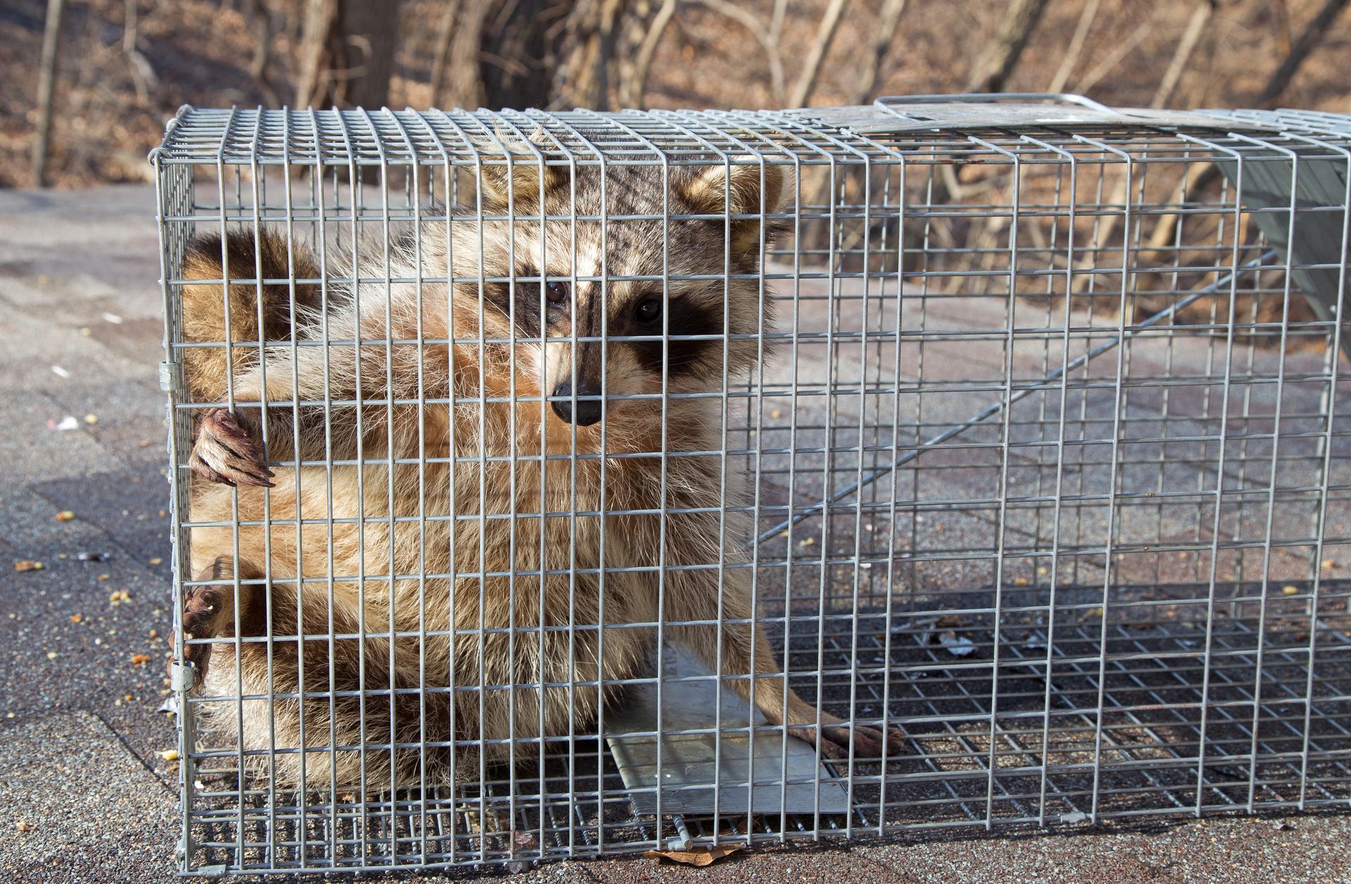 A raccoon stands inside a metal wire cage trap, positioned on a paved surface outdoors.