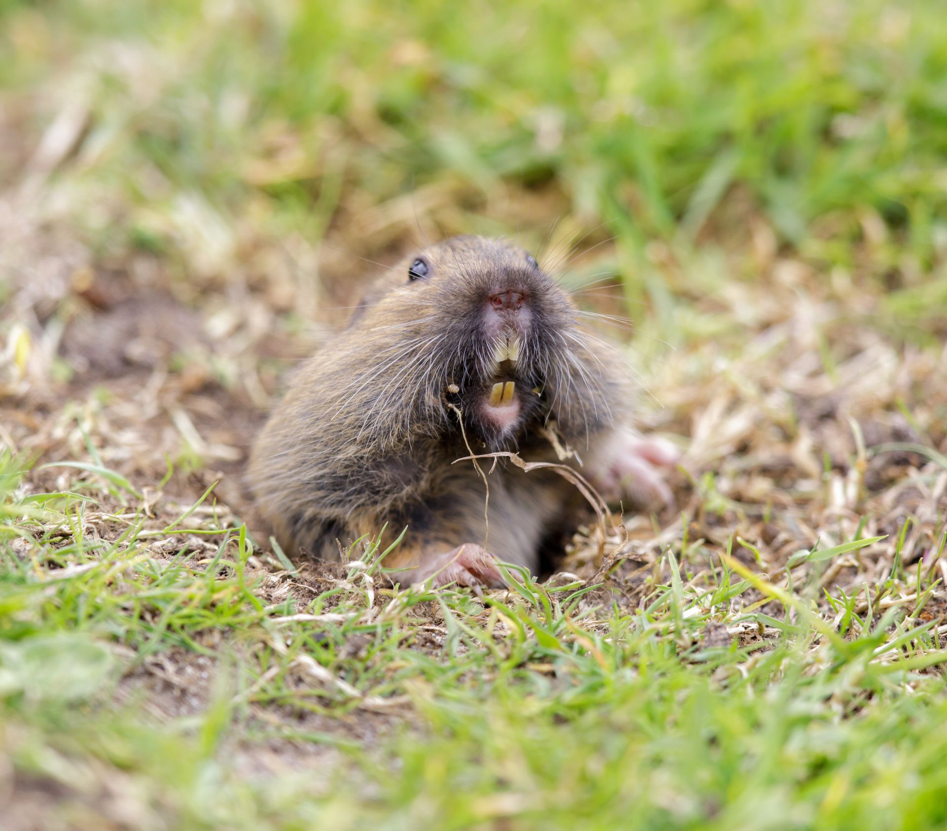A small, furry, brown rodent peeking out of a hole in the ground with its front teeth visible.