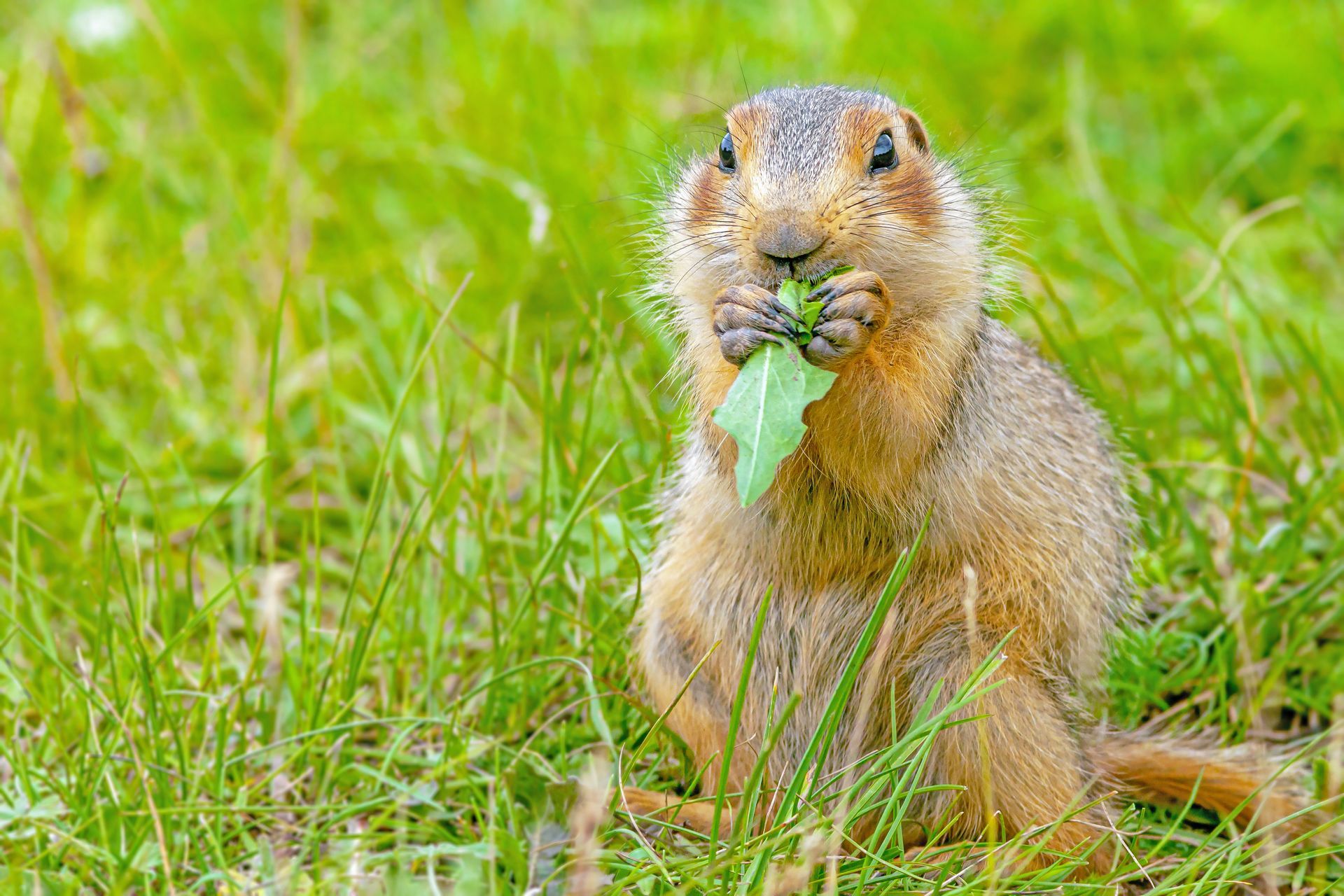 A brown ground squirrel sitting in bright green grass, holding and eating a small green leaf.