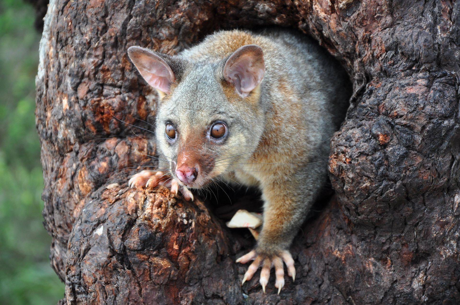 A grey Australian brushtail possum with large ears peeking out from a hollow in a rough, dark tree trunk.