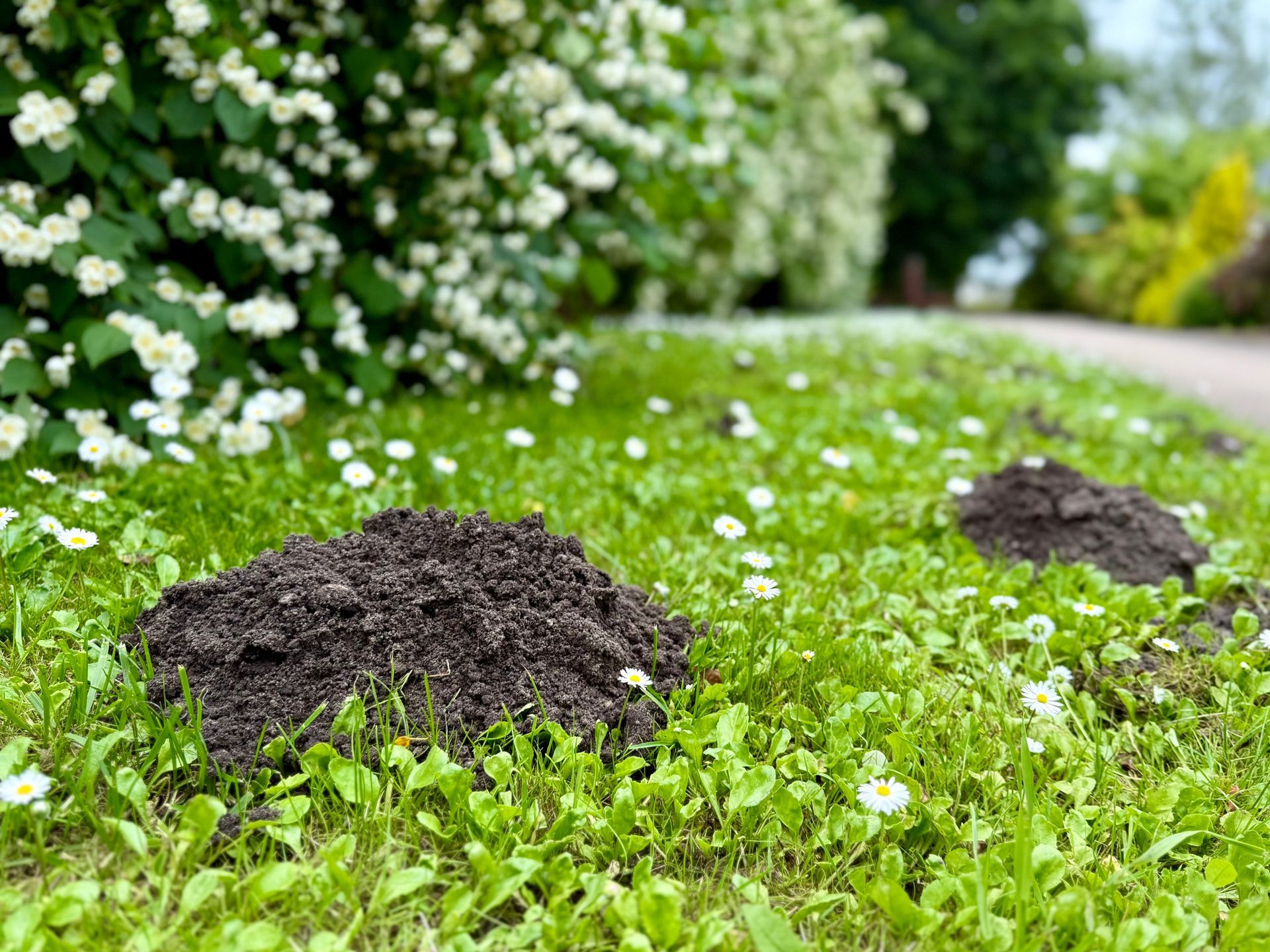 Two mounds of dark soil sit on a green lawn with small white flowers, next to a large bush with white blossoms.