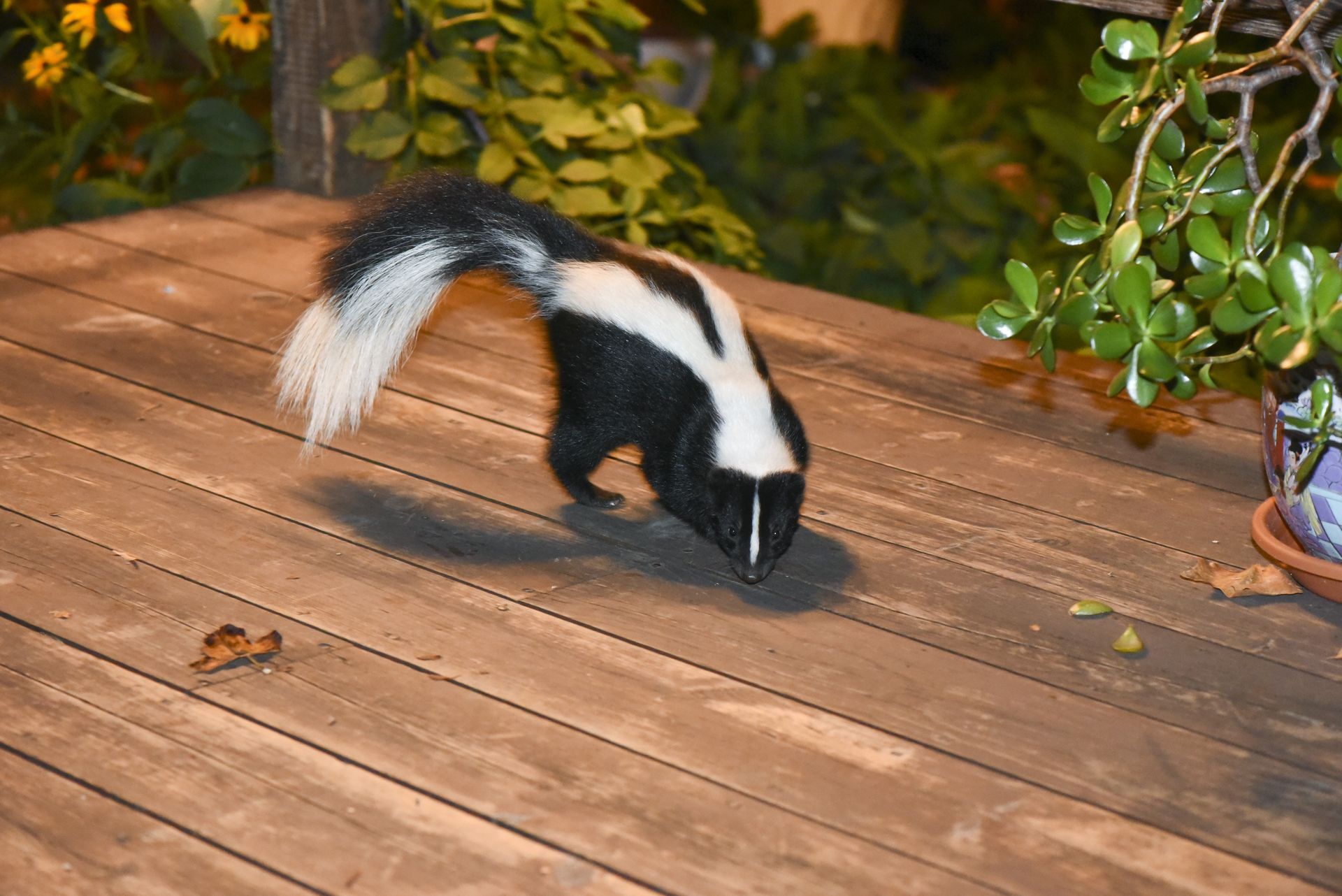 A black and white skunk foraging on a wooden deck next to a potted plant.