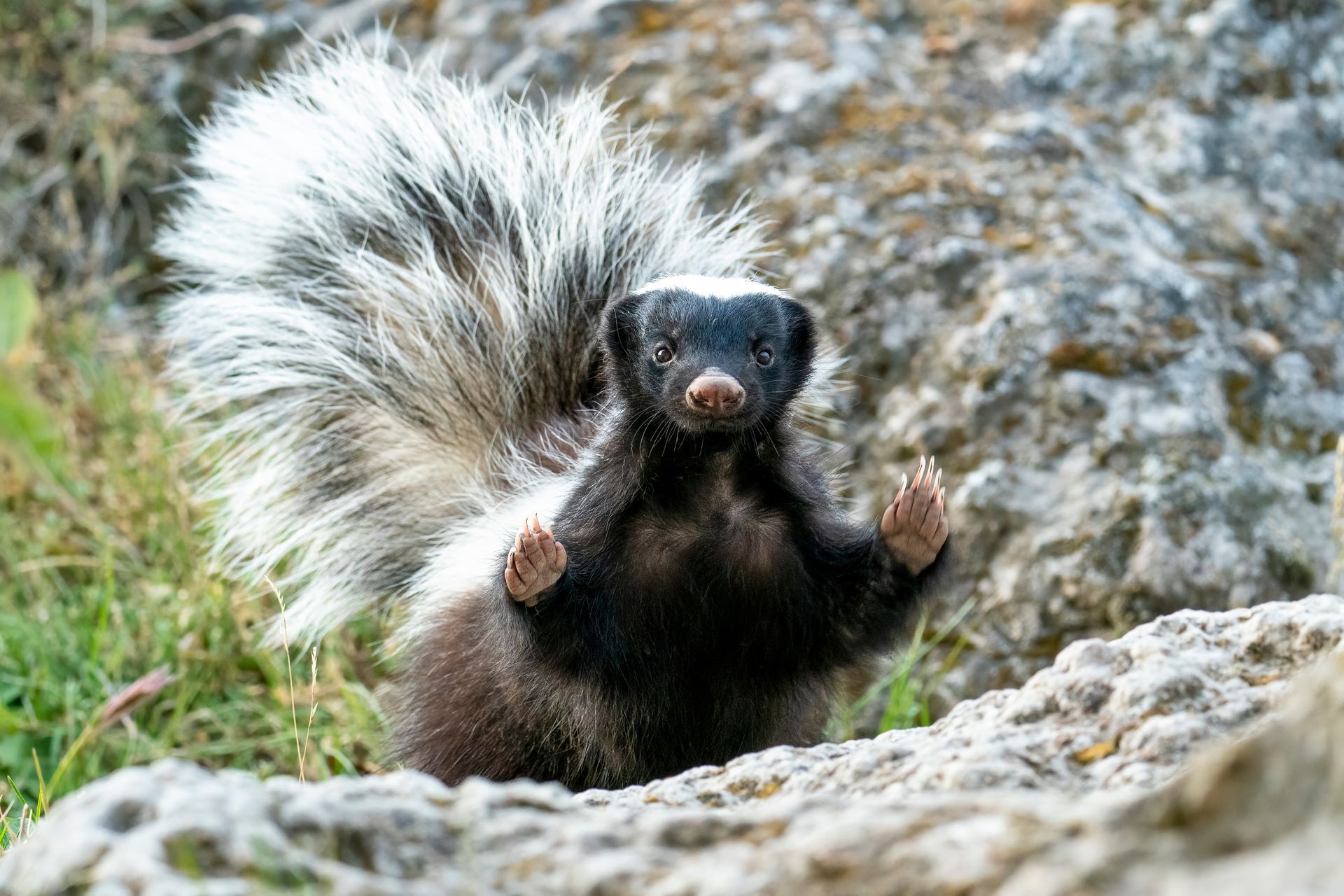 A Zorilla, or striped polecat, stands on rocky ground with its tail flared, looking toward the camera with raised paws.