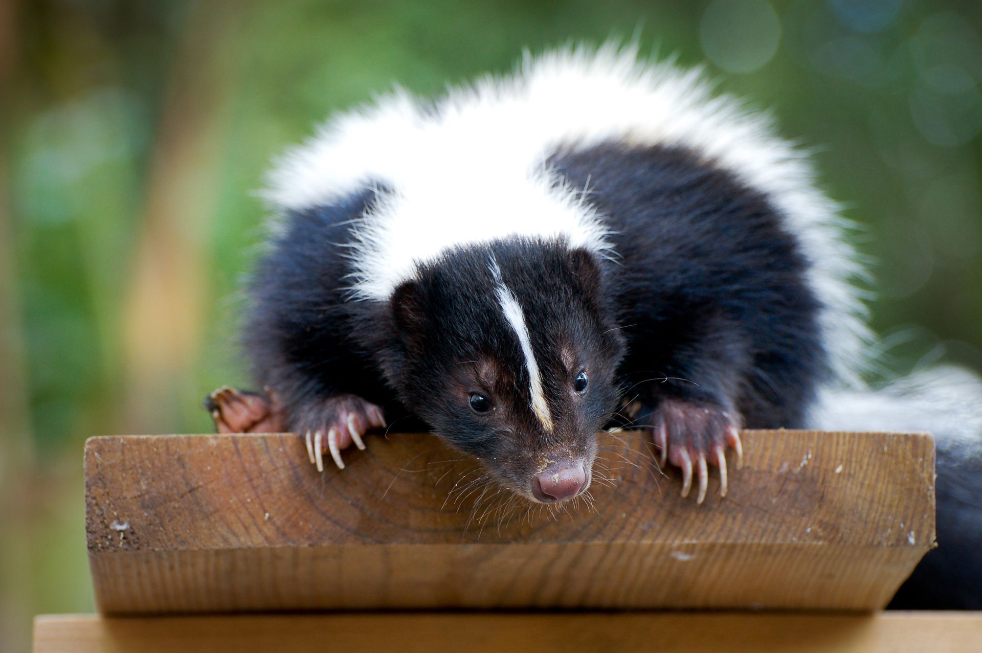 A striped skunk perched on a wooden edge, looking downward with its front paws extended.