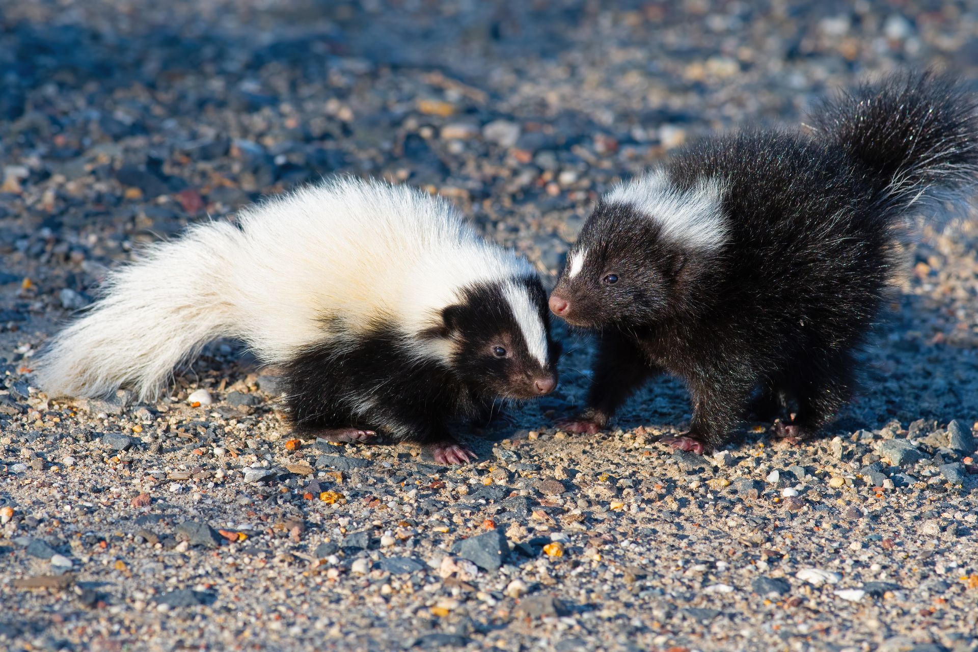 Two skunks with distinct black and white fur patterns walk together on a gravel surface.