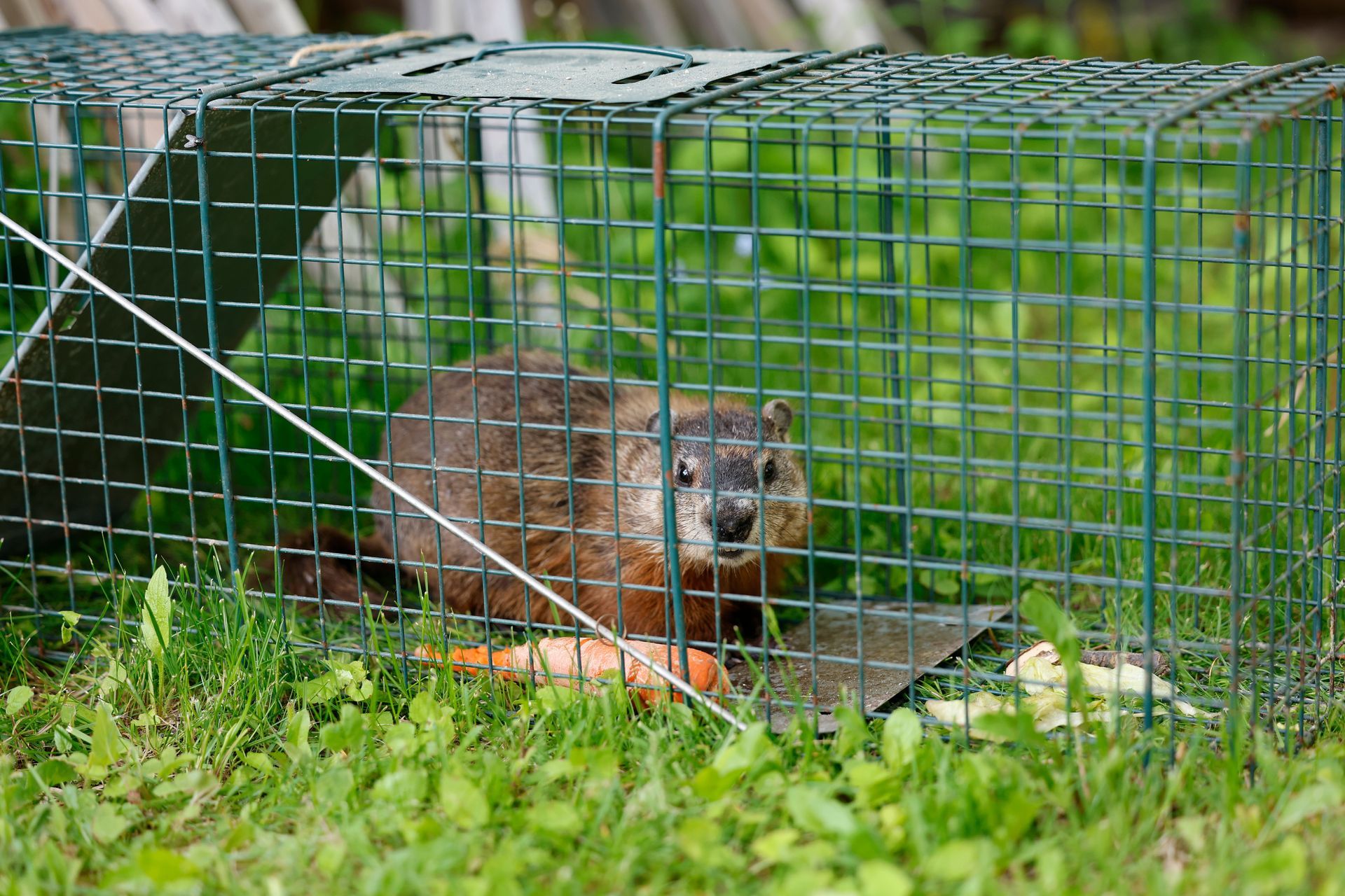A striped skunk with a bushy white-tipped tail searches for food on a wooden deck in a garden setting.