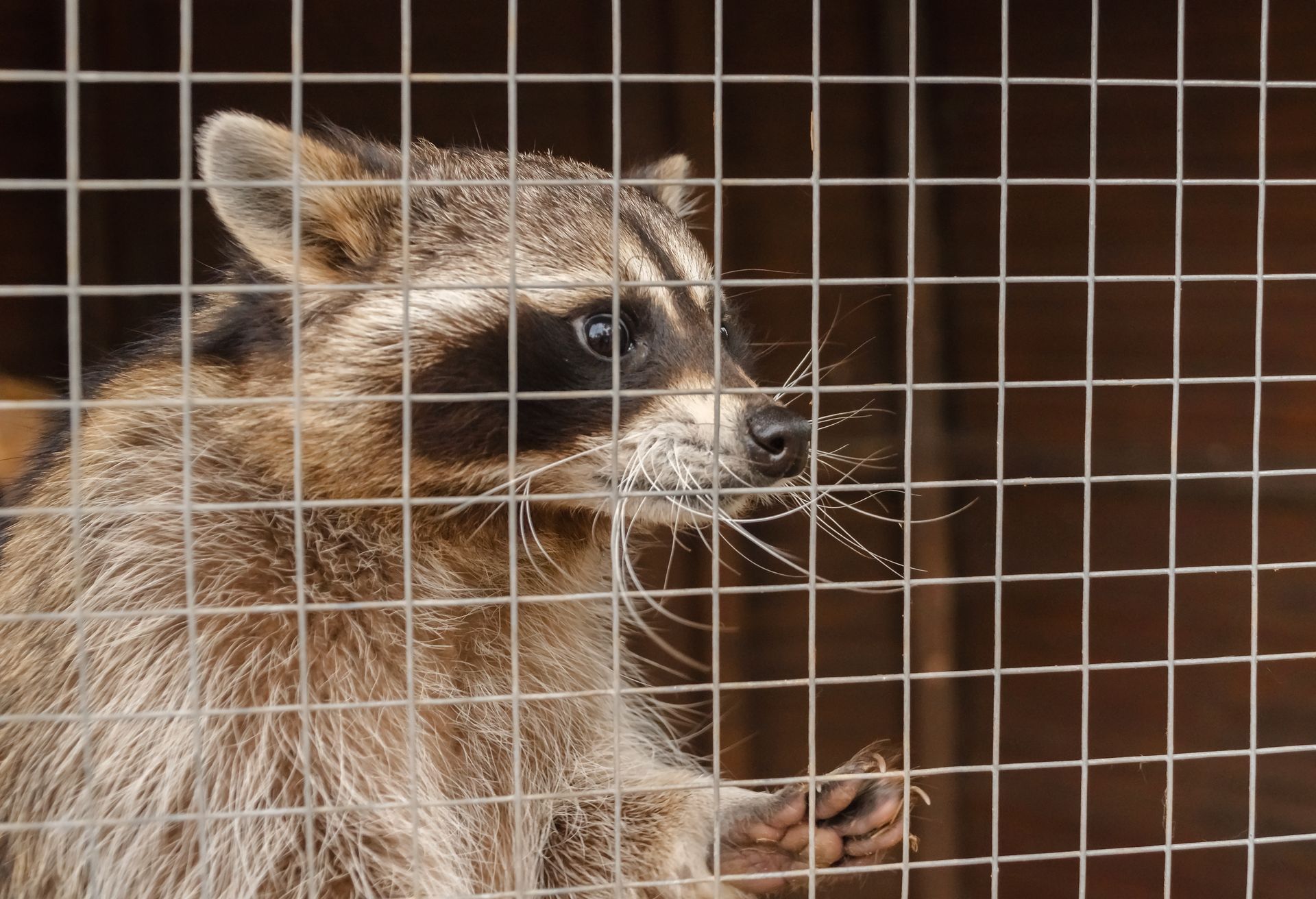 A raccoon looking to the right behind a wire mesh cage, with one paw visible holding onto the wire.
