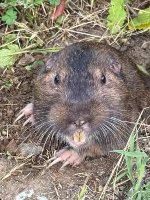A brown ground squirrel sitting in bright green grass, holding and eating a small green leaf.