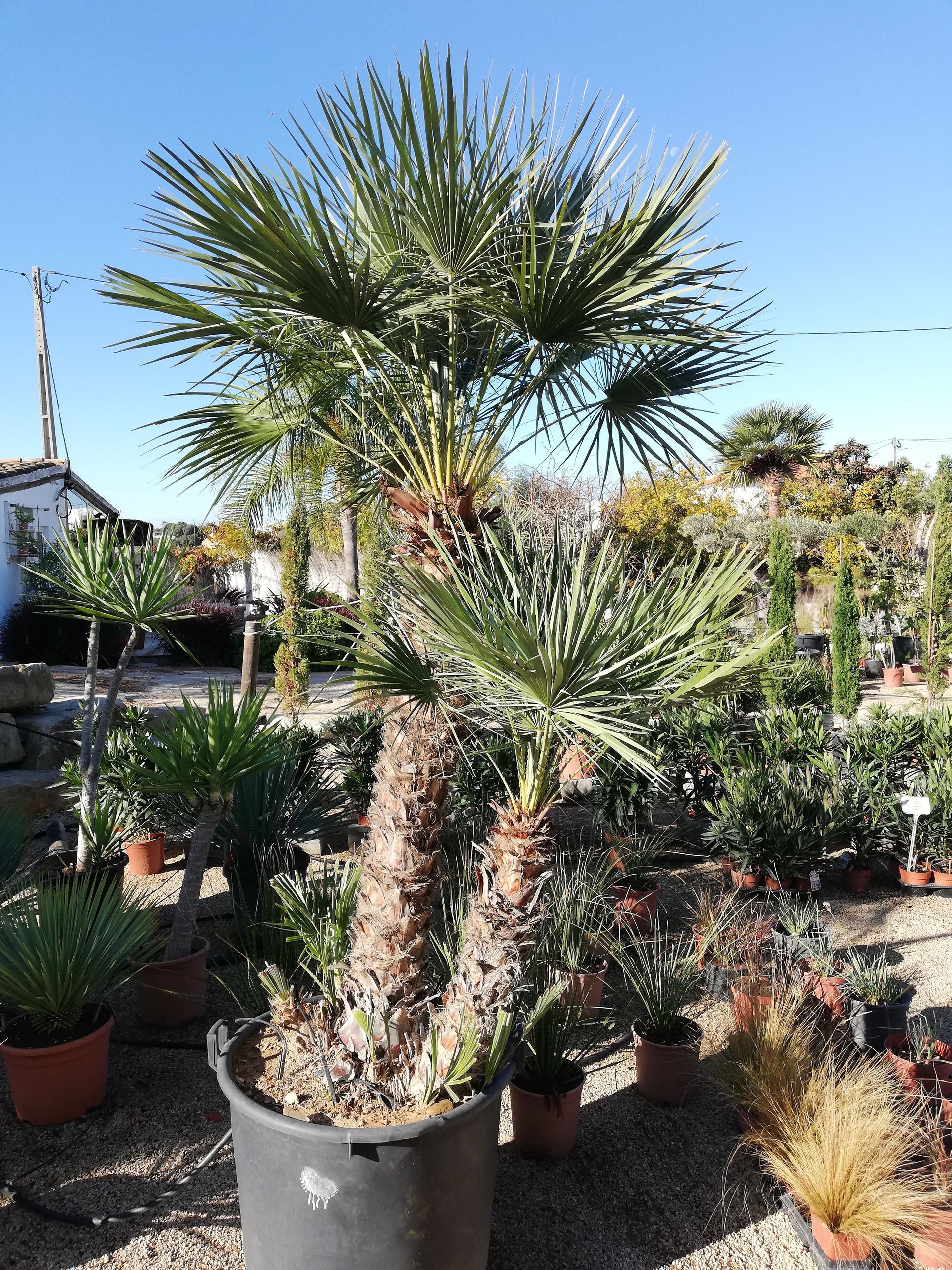 Chamaerops humilis