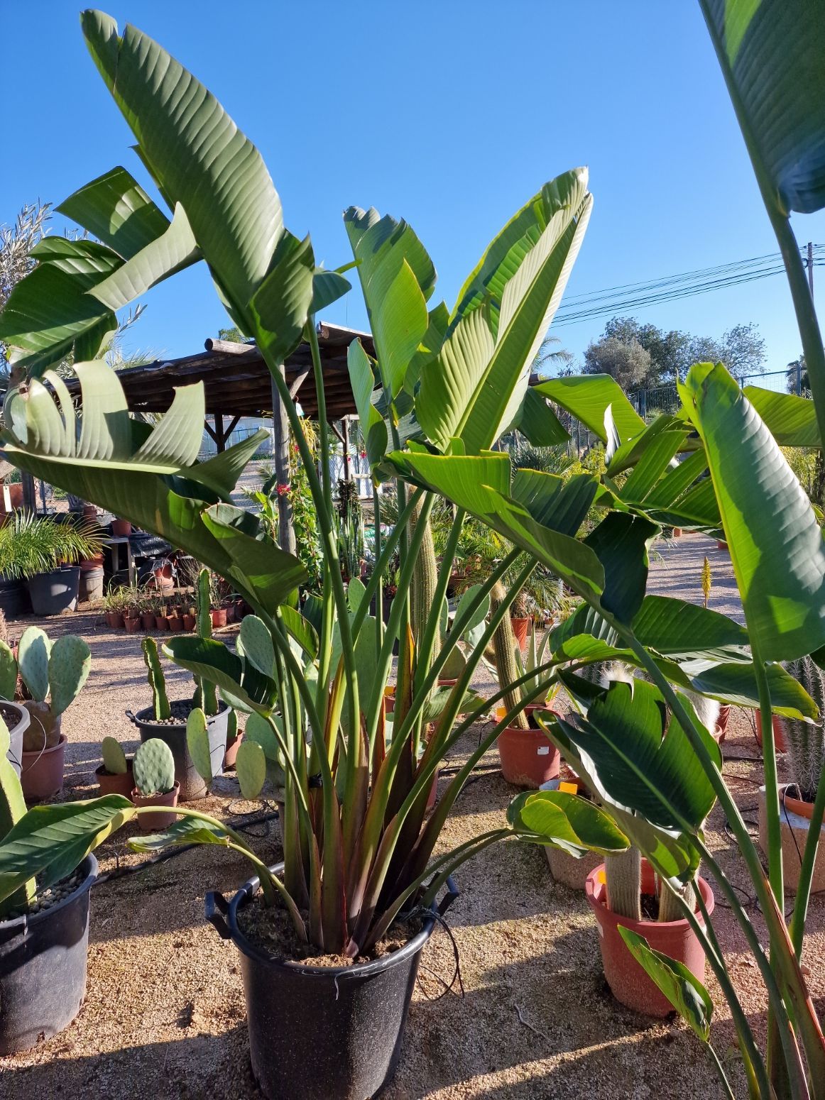 Strelitzia augusta