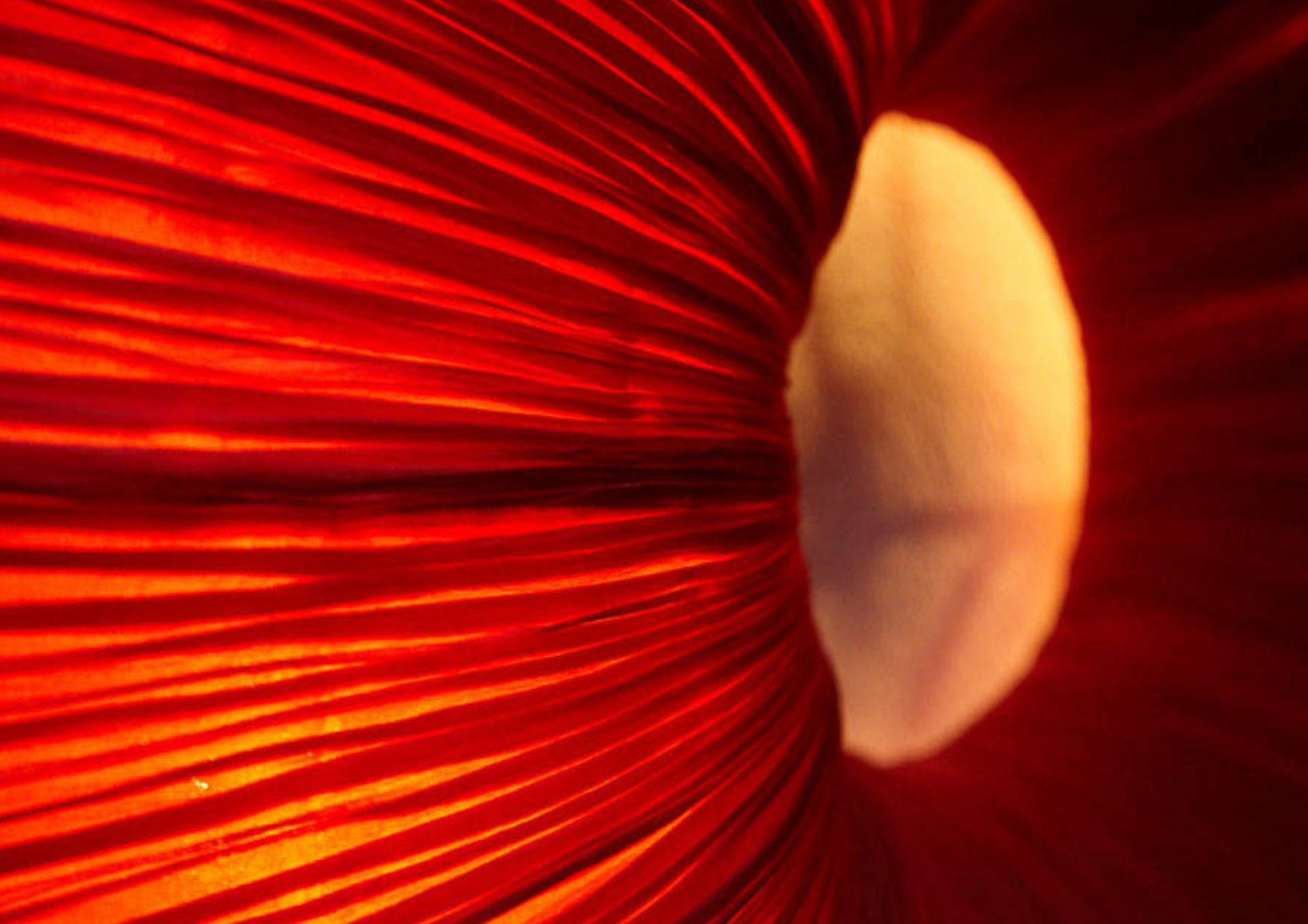 Nahaufnahme einer roten Lampe, die wie eine grosse Mohn-Blumenblüte aussieht.