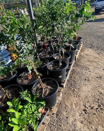 Plants in a Planter — Howard Landscape and Produce Supplies in Howard, QLD