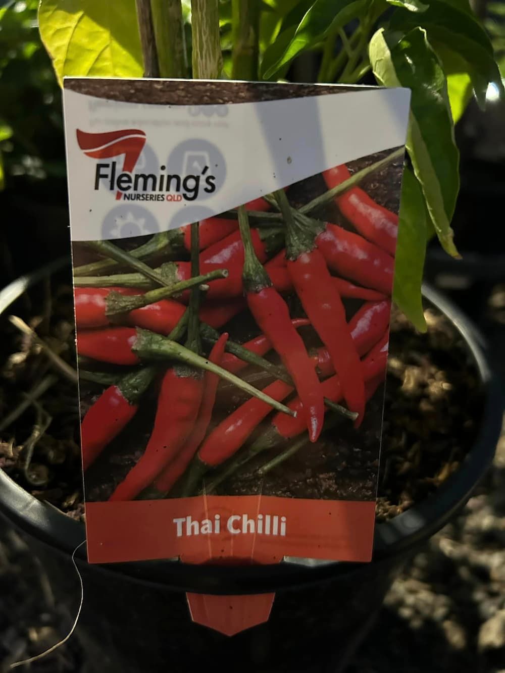 Thai Chili Plant - Farm Supplies in Fraser Coast, QLD