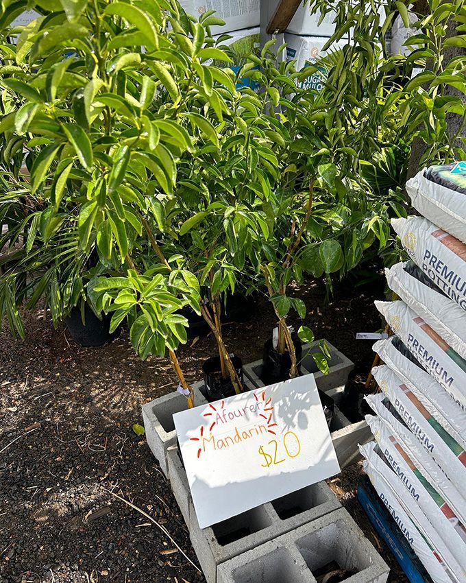 A Bunch of Potted Plants — Howard Landscape and Produce Supplies in Bundaberg, QLD