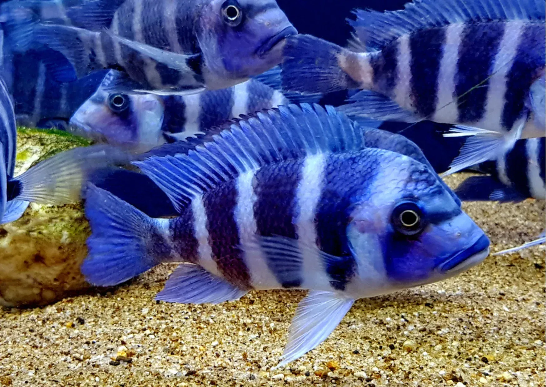 Frontosa Cichlid