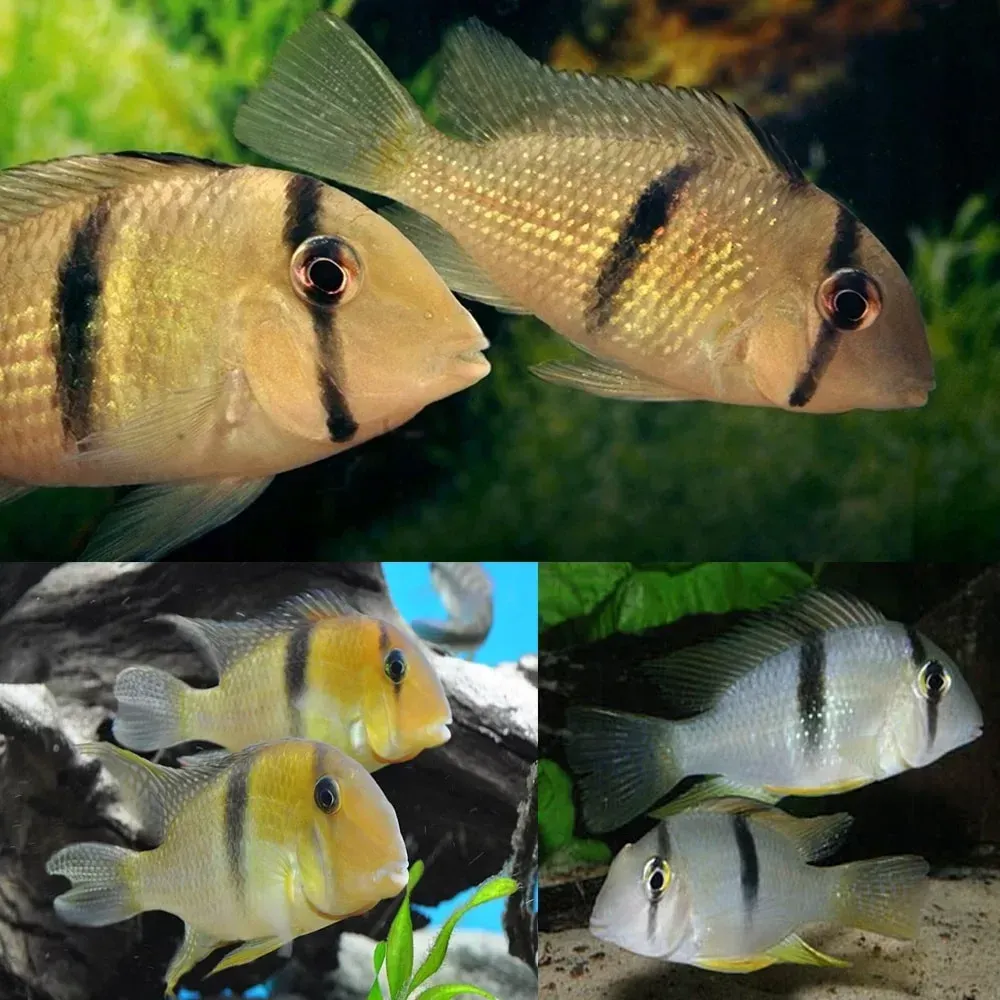 Bandit Cichlid