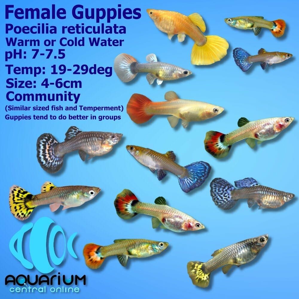 Female Guppies