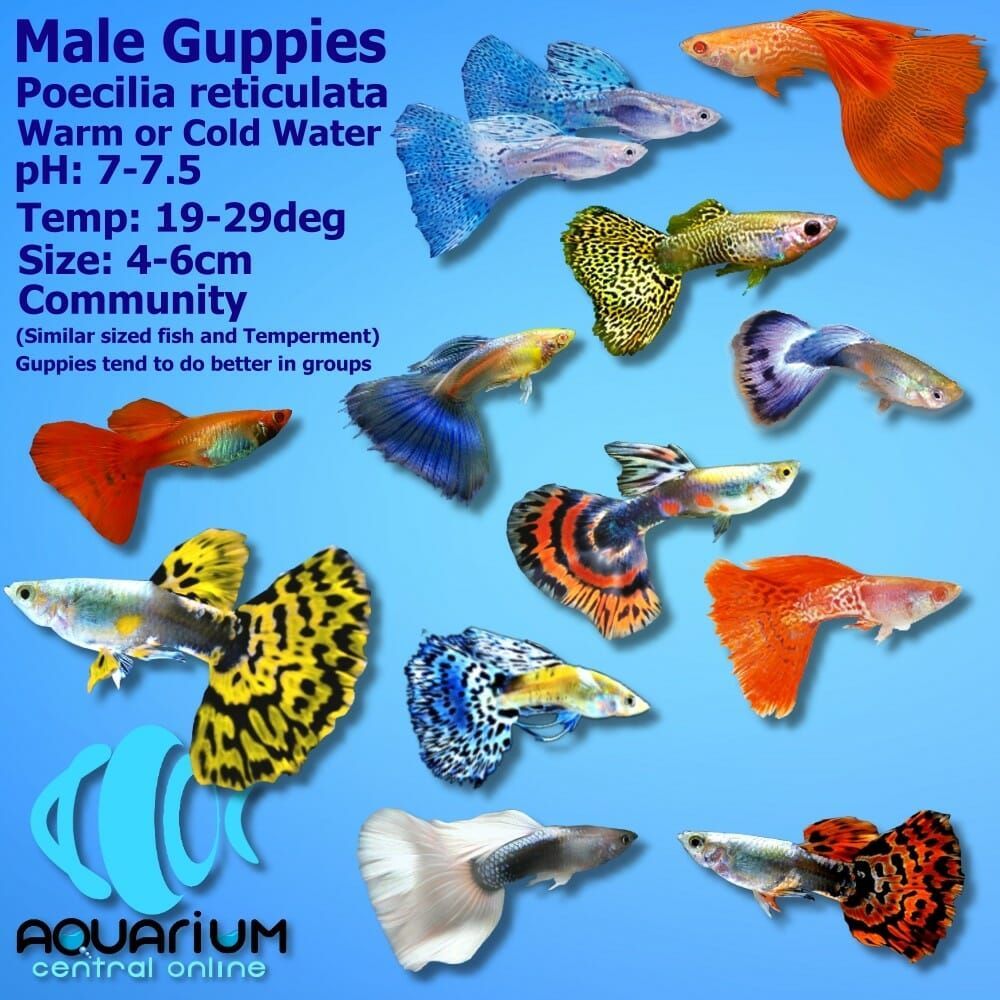 Male Guppies