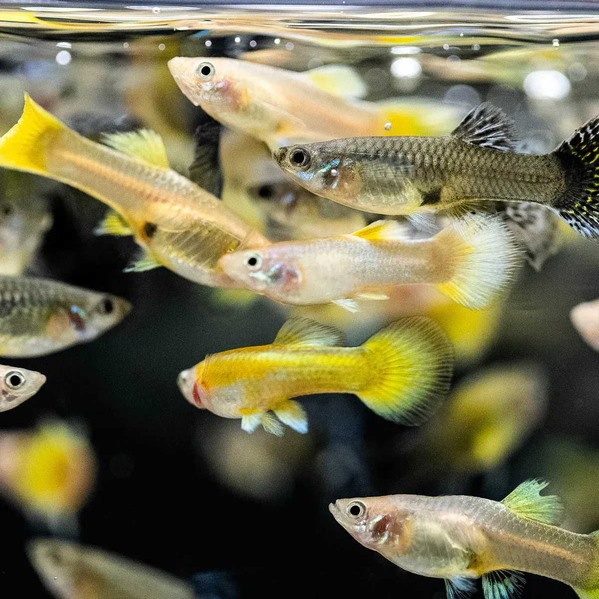 Female Guppies ~ Assorted