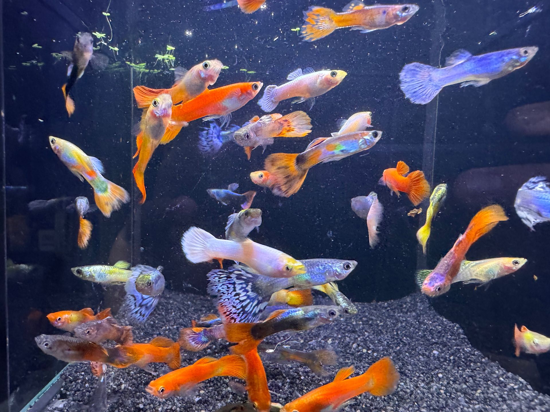 Male Guppies ~ Assorted