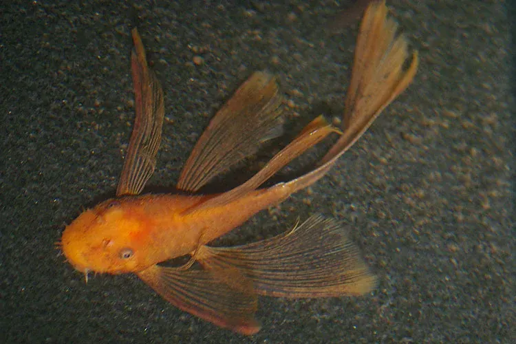 Longfin Super Red Bristlenose Catfish