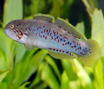 Purple Spotted Gudgeon