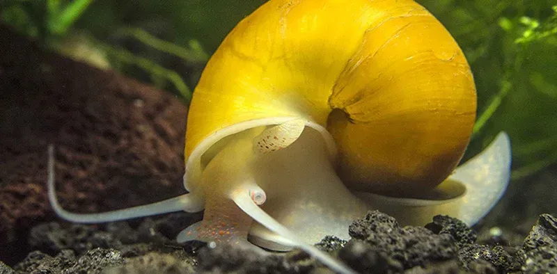 Mystery Snails ~ Medium