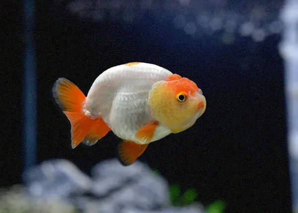 Ranchu Goldfish