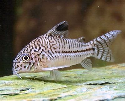 Corydoras Julii