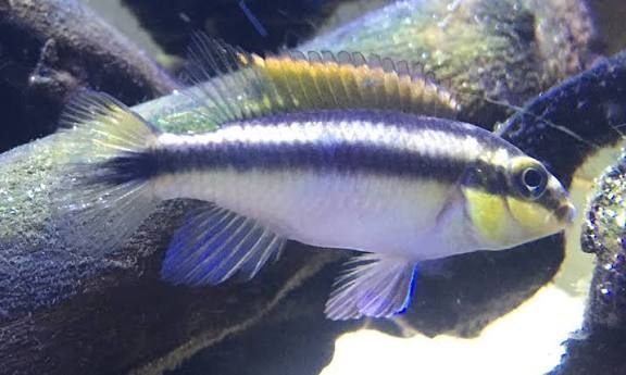 Kribensis Cichlid
