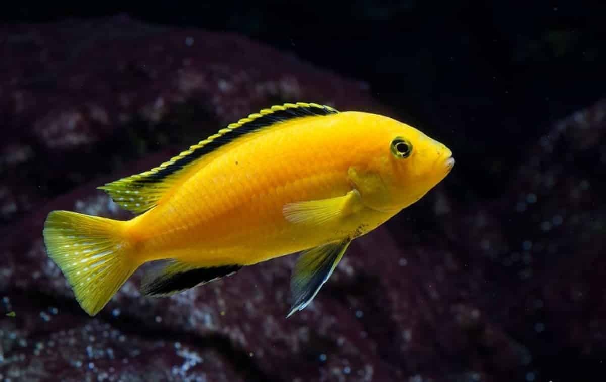 Electric Yellow Cichlids