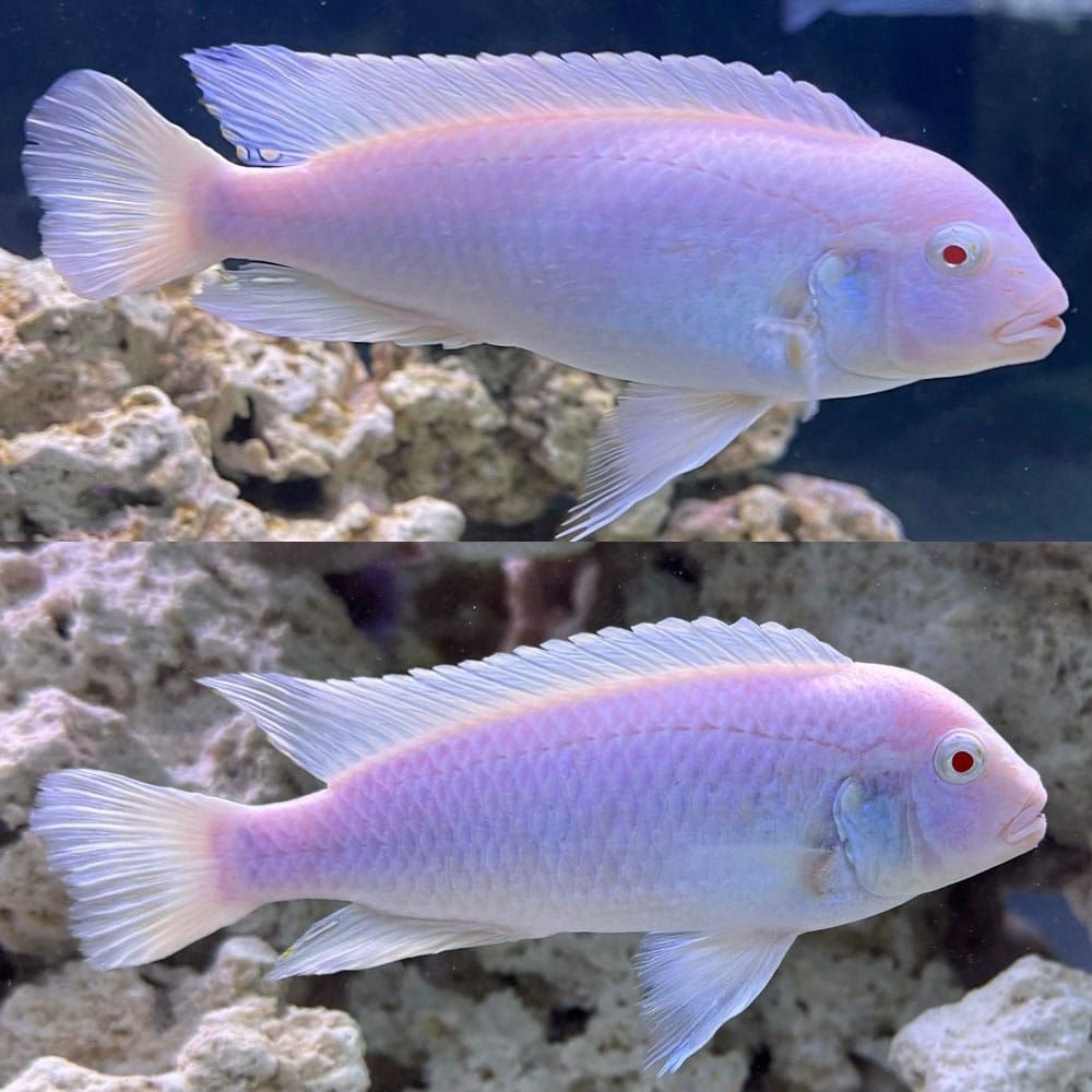 Snow White Cichlid