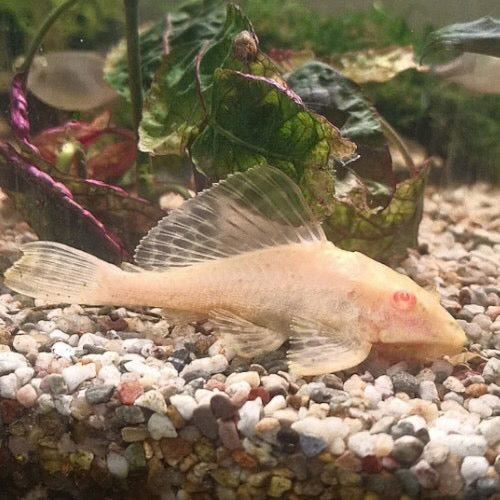 Albino Sailfin Pleco