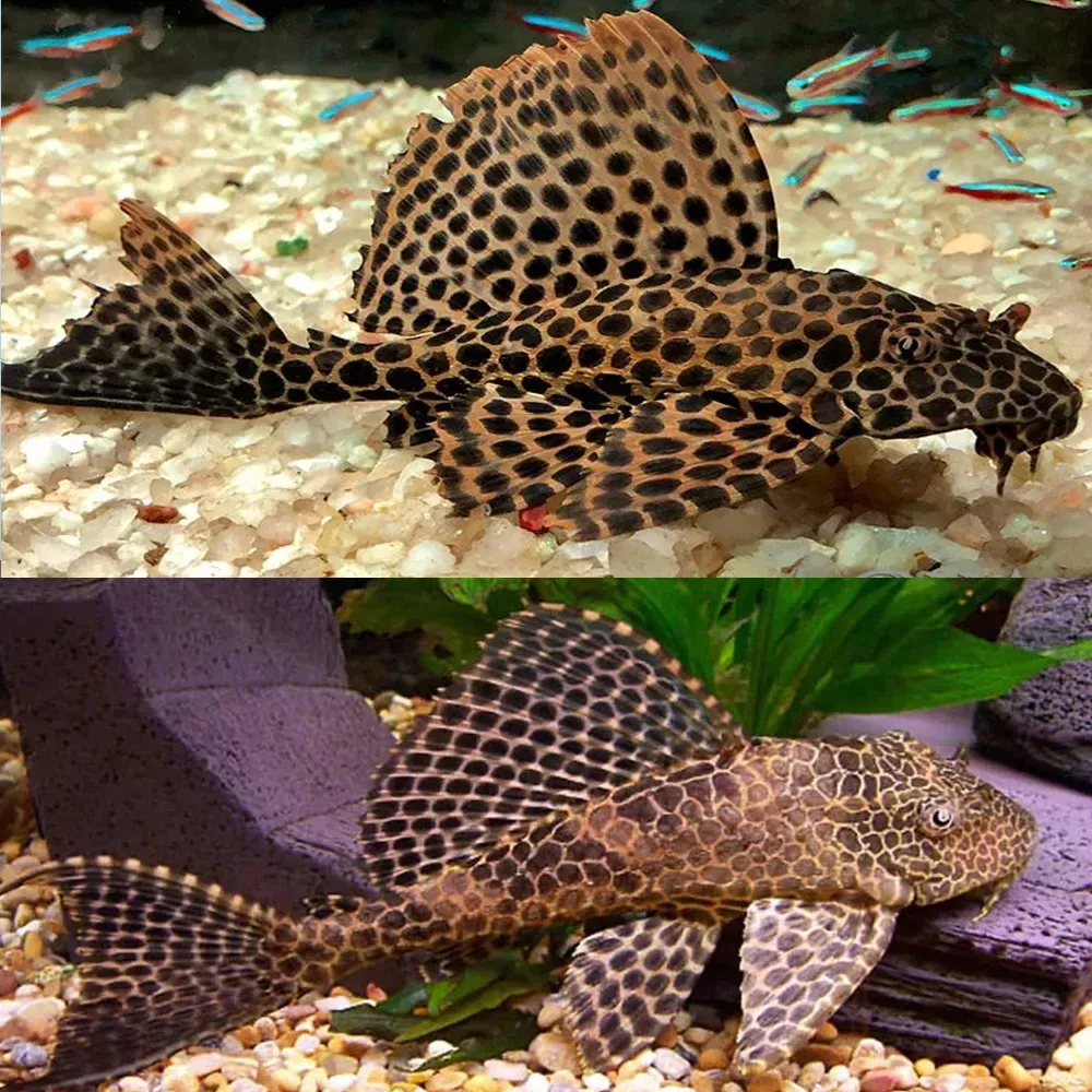 Sailfin Pleco