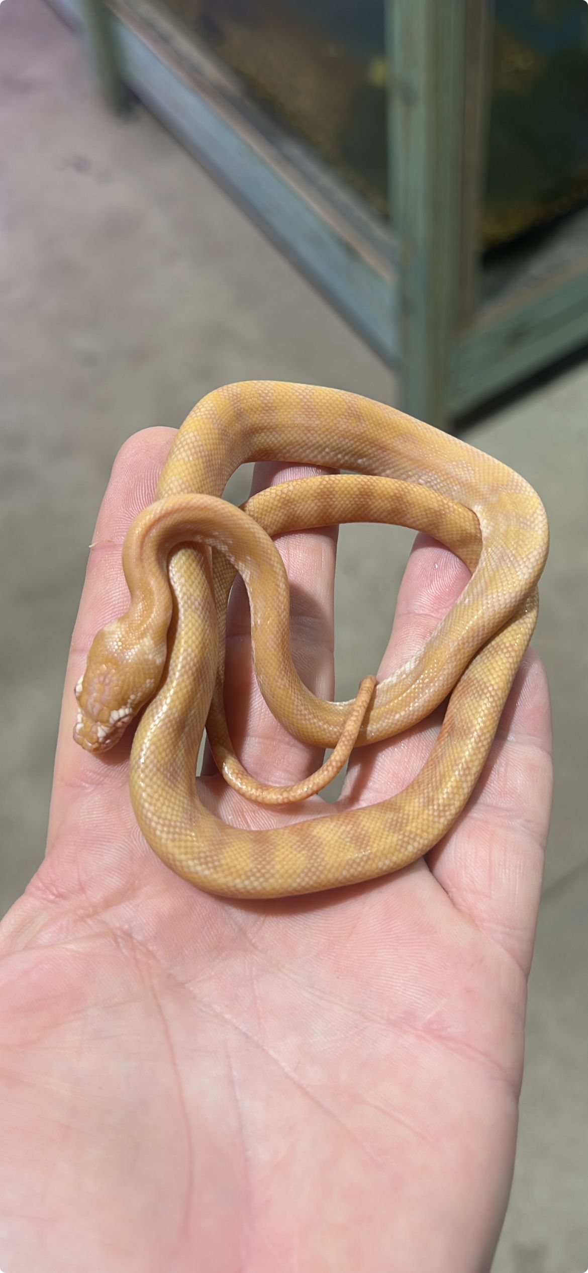 Albino Northwestern Python ~ Hatchling