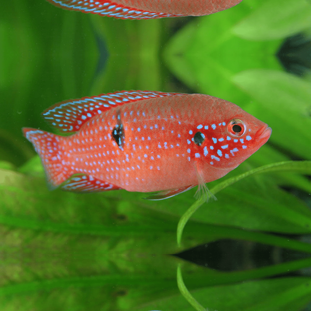 Red Forest Jewel Cichlid