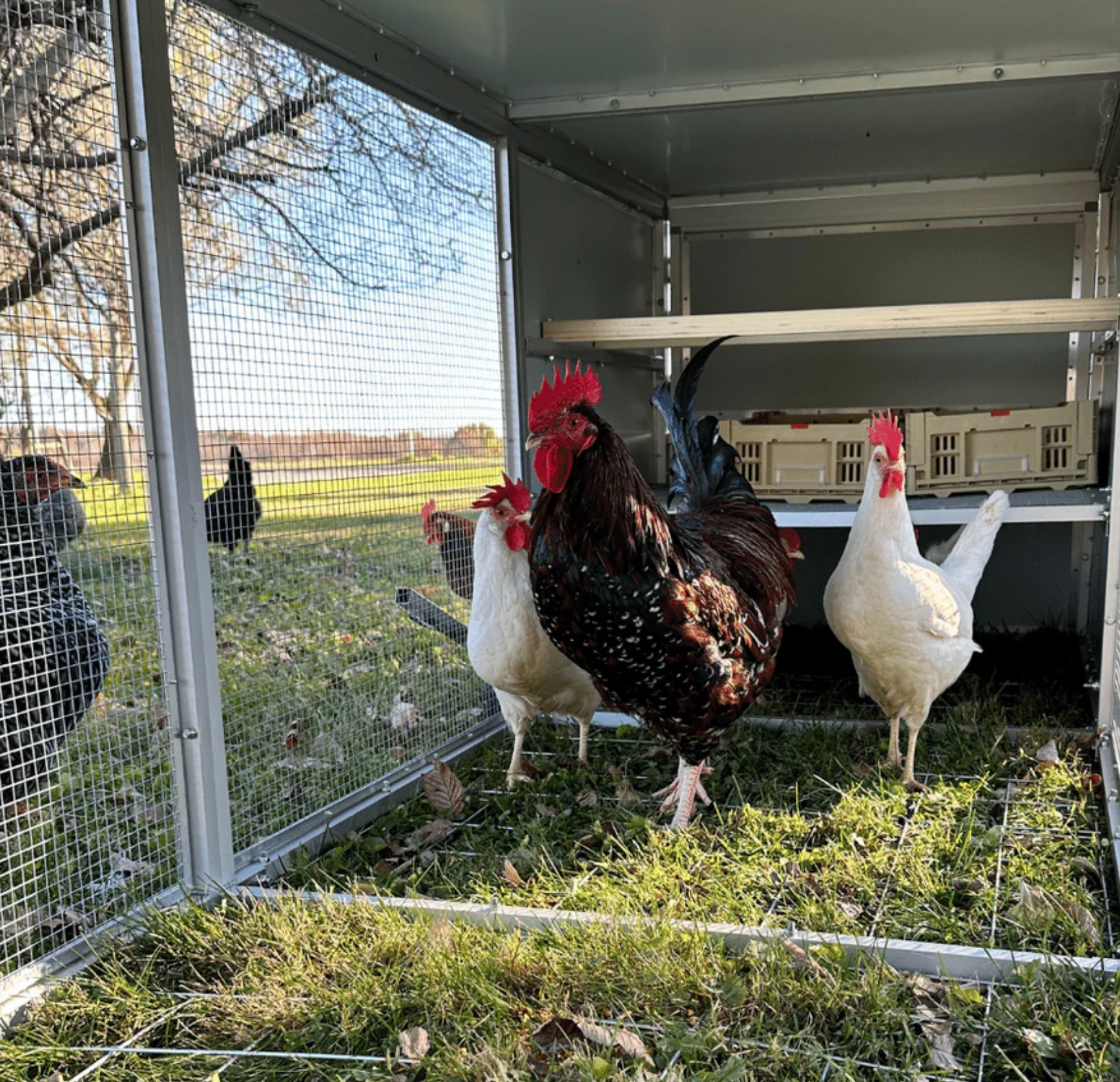 A metal cage is sitting in the grass with the door open