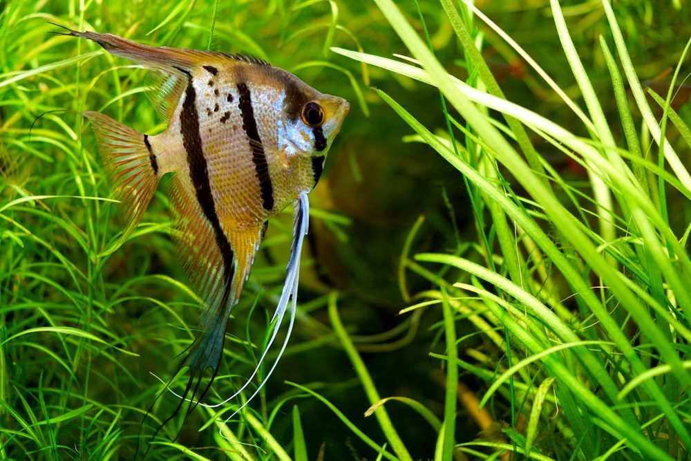 Angelfish