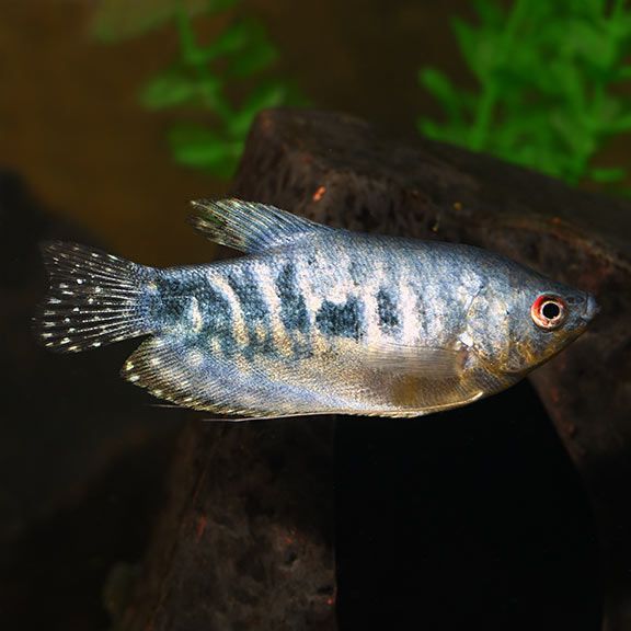 Opaline Gourami