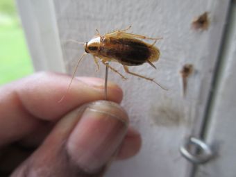 H L Cooper Pest Control: German Cockroach Protocol