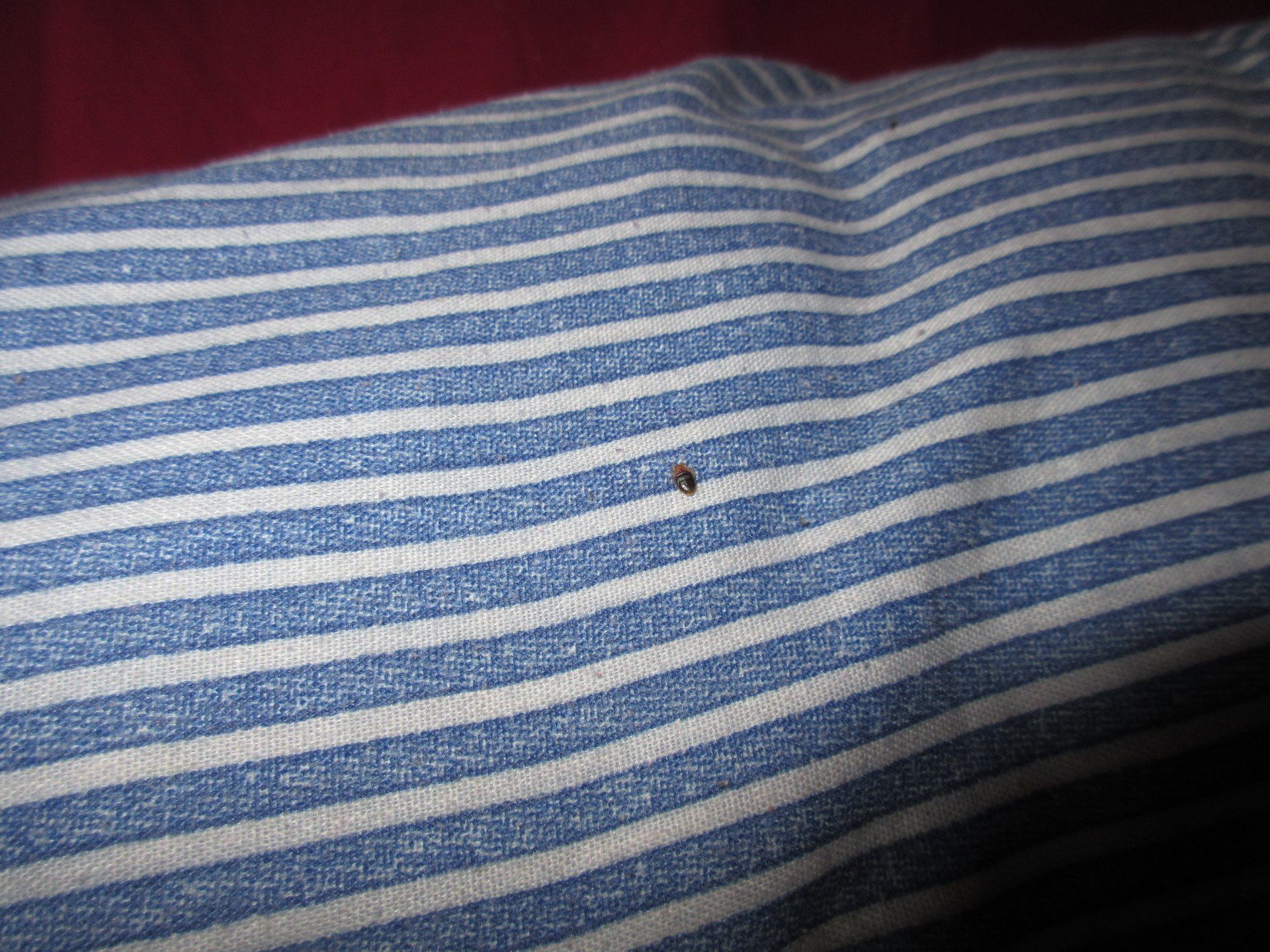 Bed bug Control