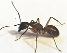 Ant