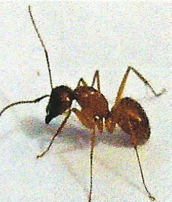 Carpenter Ant