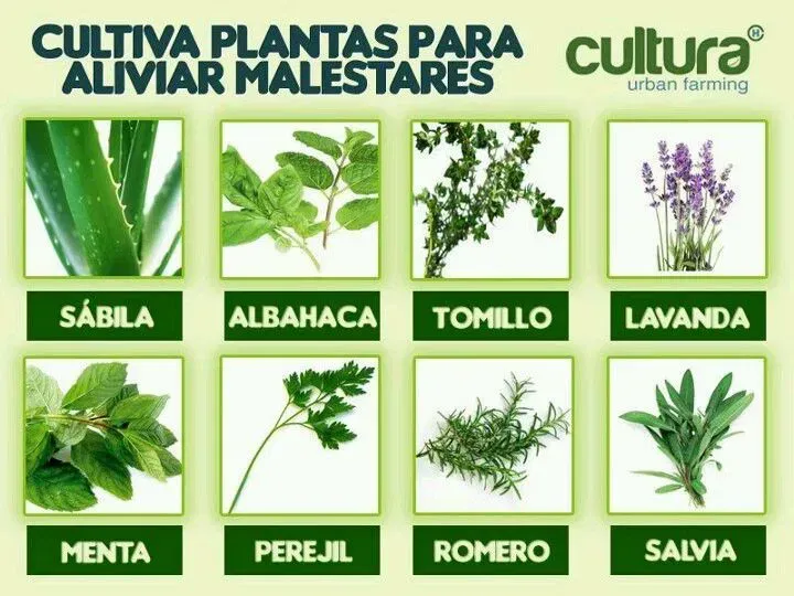 PLANTAS VERDES Y SESIDRATADAS